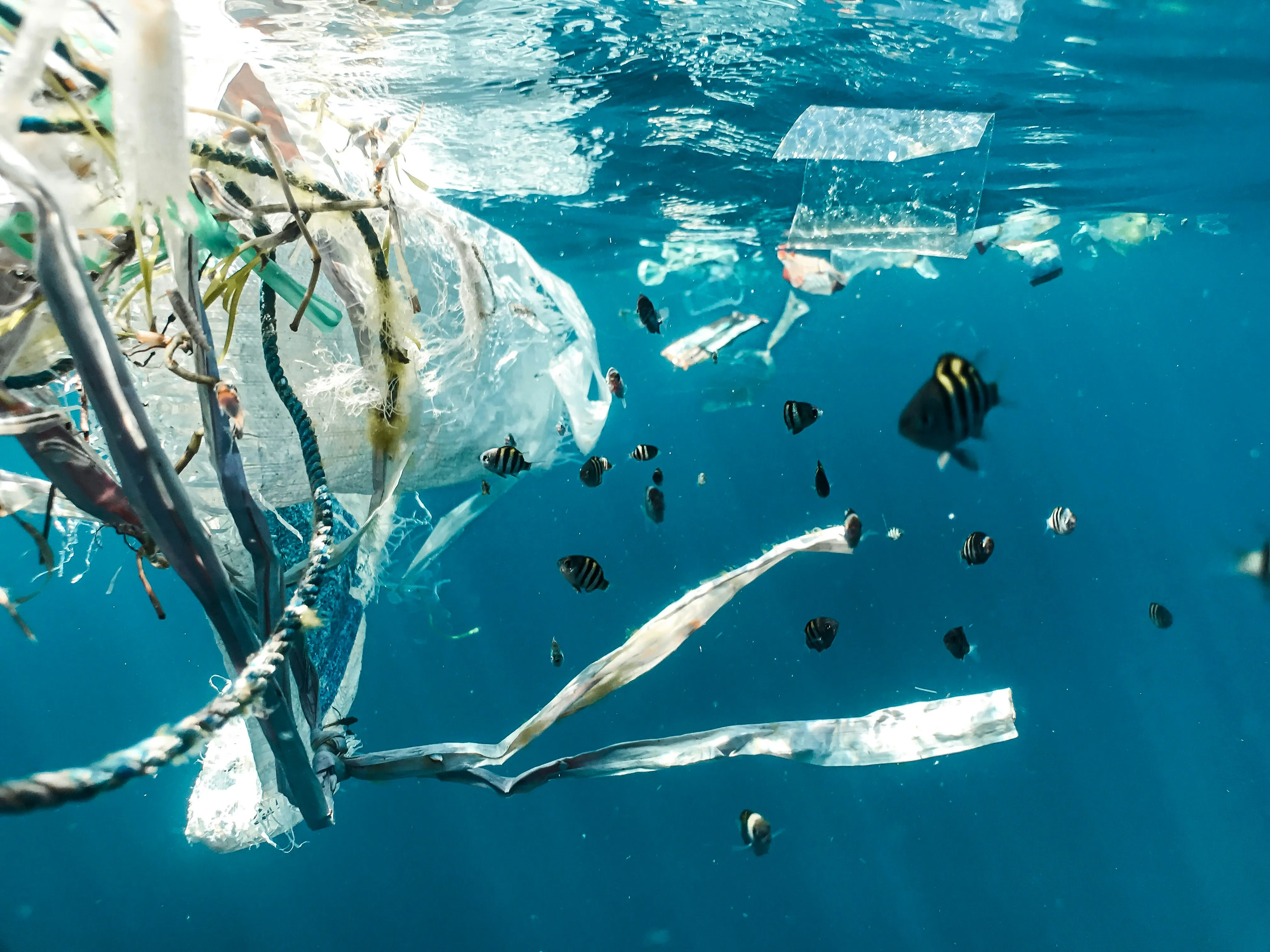 Plastic bags and packaging waste drifting underwater among small tropical fish.